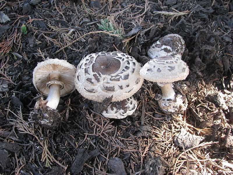 Сатанинский гриб: описание и вред для здоровья | food and health