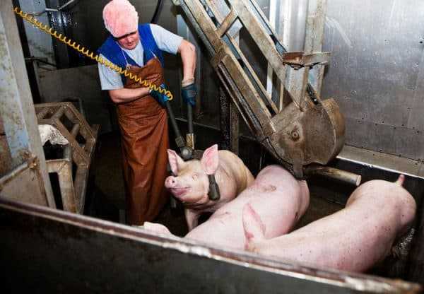 Забой свиней в домашних условиях: как правильно зарезать свинью, как убивать свиней ножом и электрошокером