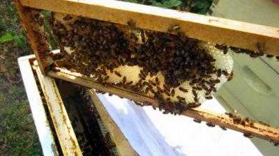 Как правильно сделать отводок пчел?