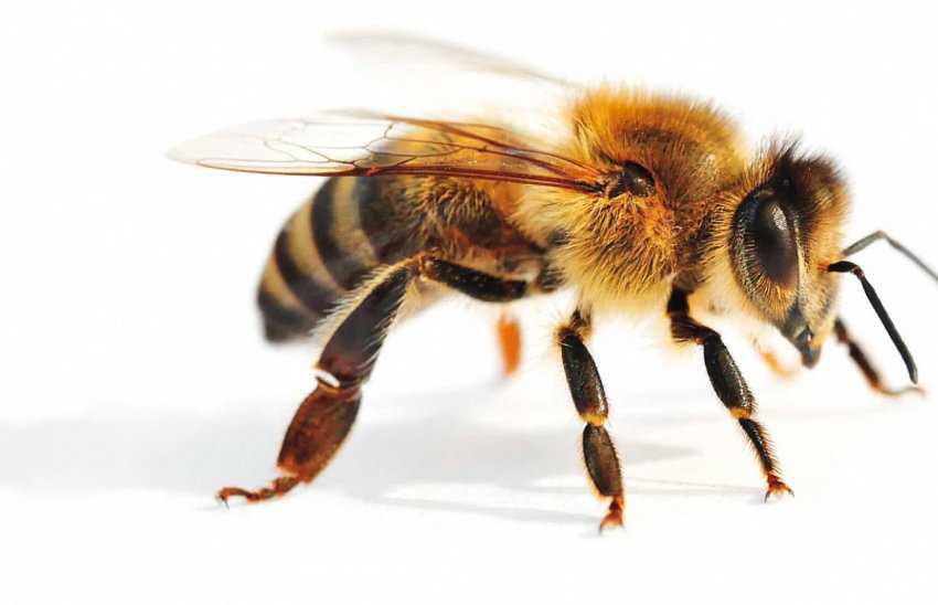 Чем питаются пчелы, что любят и чем кормят своих деток весной, летом, осенью и зимой