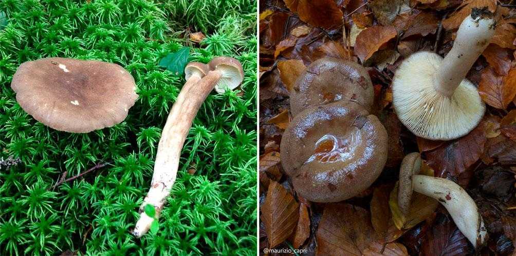 Псатирелла серо-бурая – гриб на дереве