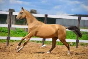 Ахалтекинская порода лошадей: фото и описание, характеристики, масти, история