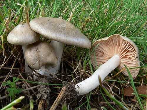 Энтолома весенняя (розовопластинник весенний, entoloma vernum): как выглядят грибы, где и как растут, съедобны или нет