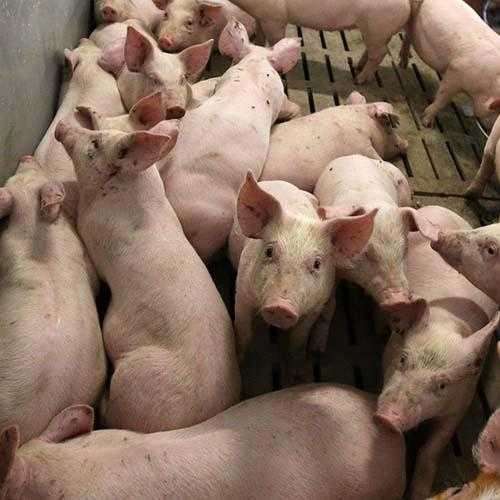 Классическая чума свиней — википедия