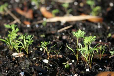 Сульфат аммония: применение удобрения на огороде, состав