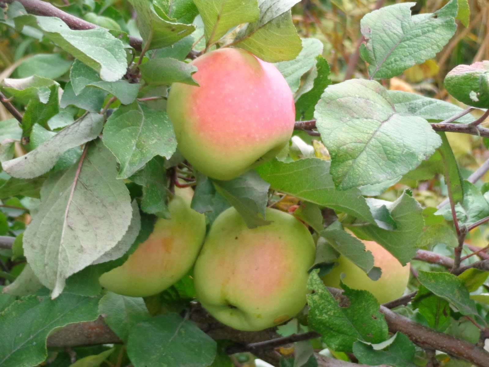 Описание сорта яблони осеннее полосатое: фото яблок, важные характеристики, урожайность с дерева