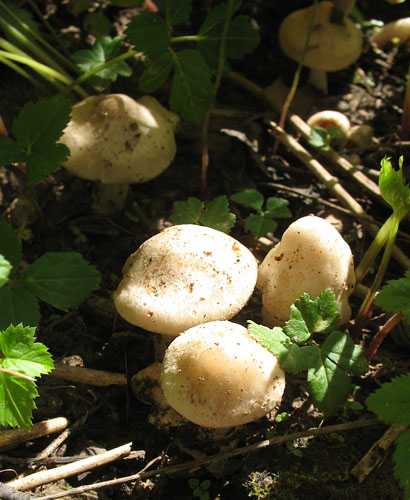 Энтолома седая (entoloma incanum) –  грибы сибири