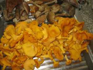 Как правильно почистить и приготовить грибы рыжики после сбора (+21 фото)?