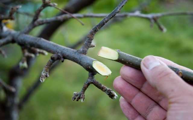 На какое дерево и как правильно привить персик весной?