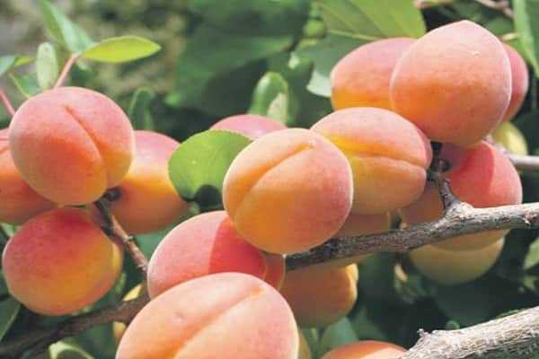 Характеристики сорта абрикосов снегирек, описание плодоношения и правила выращивания