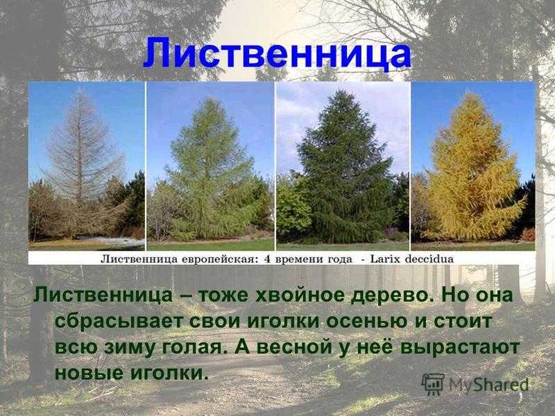 Болезни хвойных деревьев: виды, профилактика и лечение
