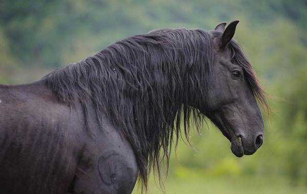 Карачаевская порода лошадей: фото и видео