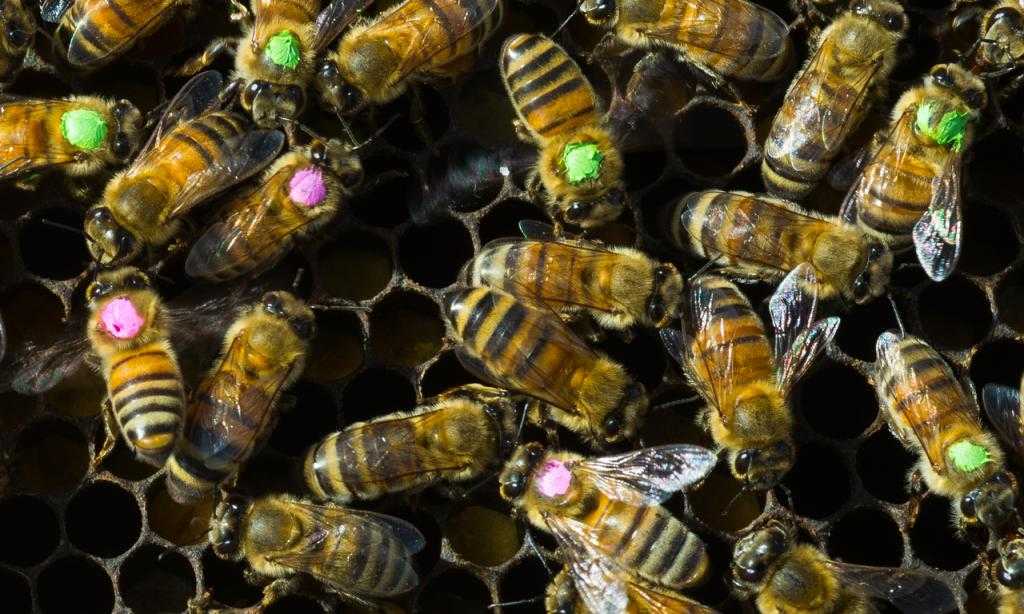 Отводки пчел, как делать разными методами своими руками