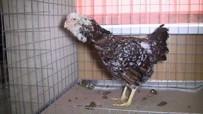 Ливенская ситцевая порода кур – описание, фото, отзывы