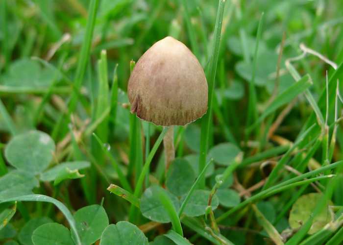 Съедобен или нет весенний гриб саркосцифа, где он растет и как выглядит