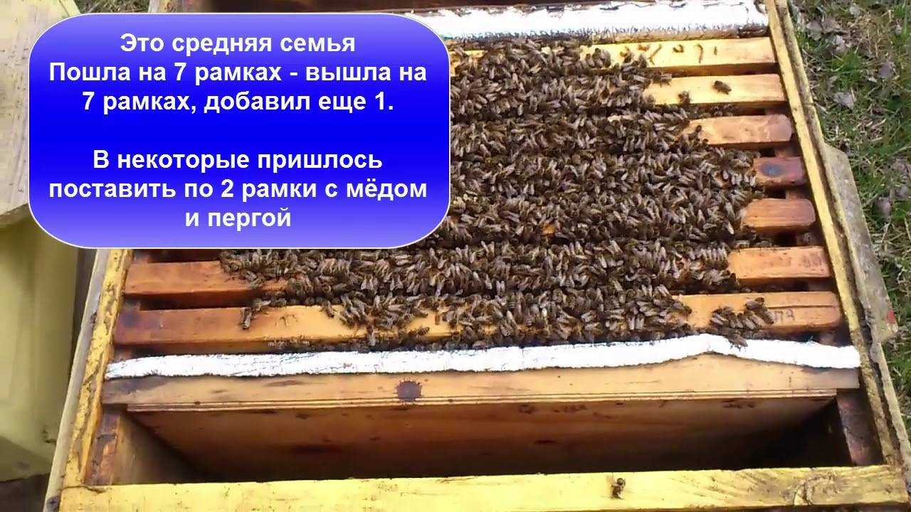 Как сделать отводок пчел весной - видео и пошаговая инструкция