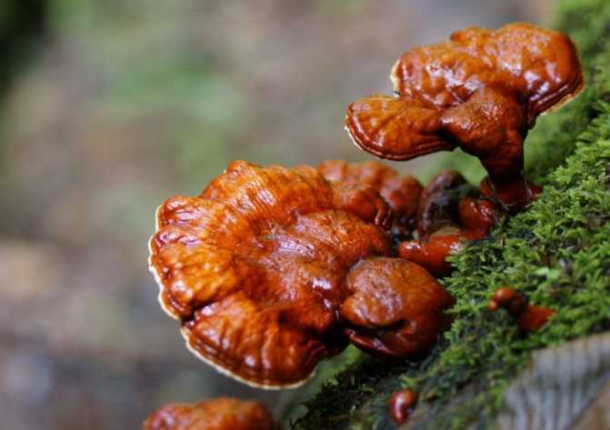 Лечение грибов трутовиков и их описание (+29 фото)