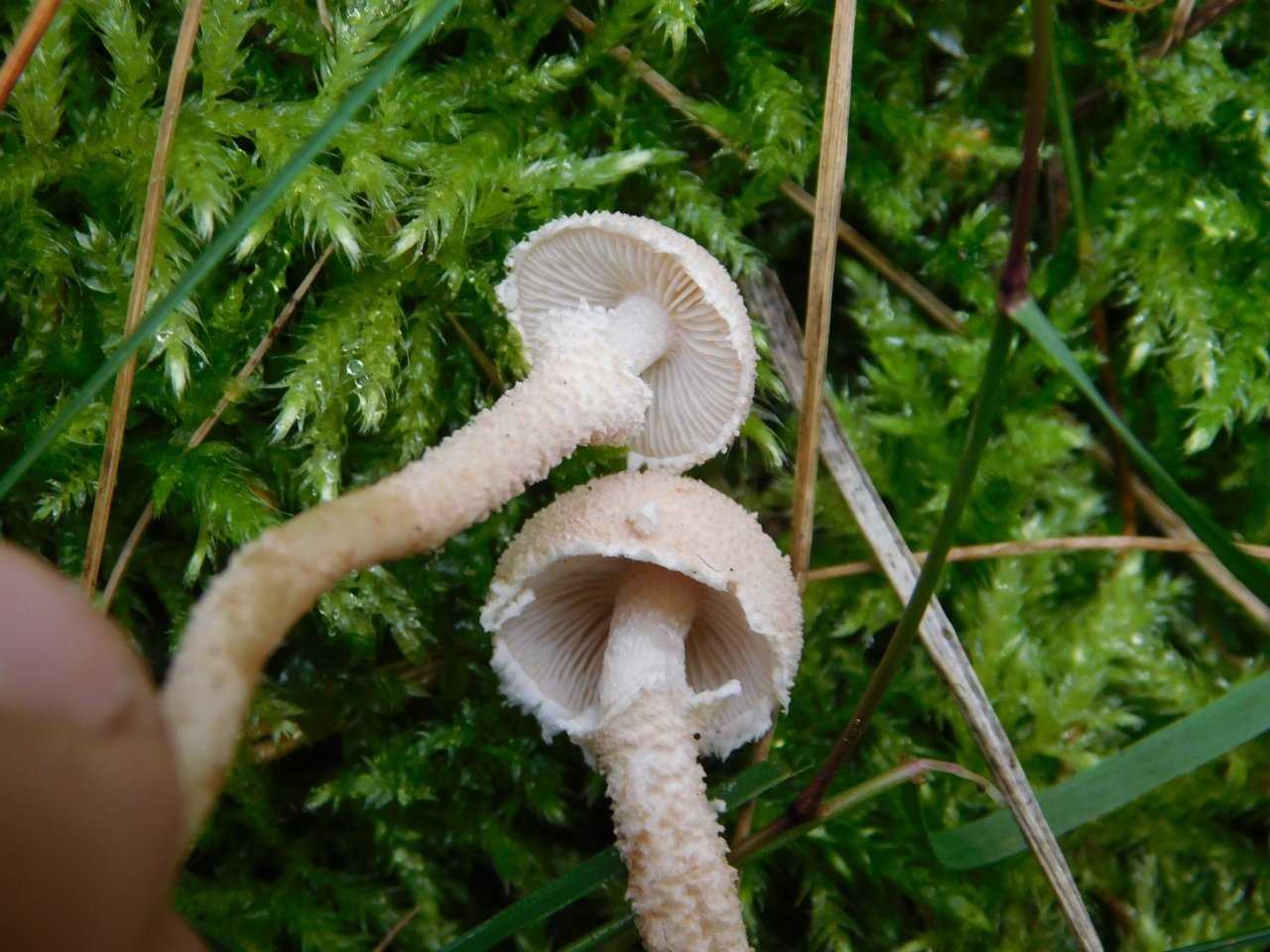 Цистодерма зернистая (cystoderma granulosum): как выглядят грибы, где и как растут, съедобны или нет