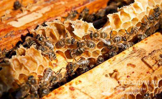 Основы пчеловодства: как пчелы делают мед