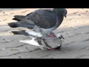 Размножение и спаривание голубей
