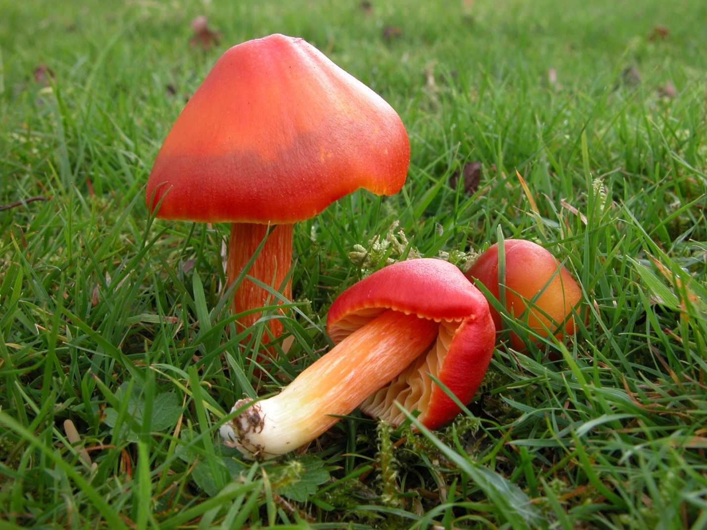Гигроцибе пунцовая – красивый гриб с яркой окраской