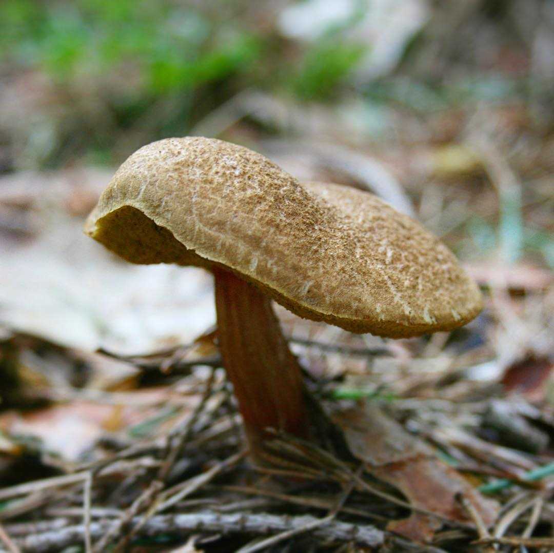Моховик моравский: описание. Где распространен редкий и ценный вид, когда можно найти. Какие правила сбора съедобного гриба.