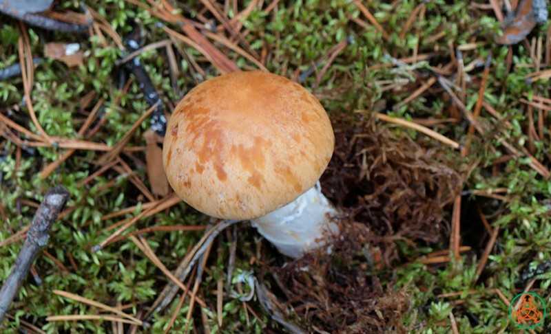 Паутинник слизистый: полное описание гриба, его съедобных свойств, мест произрастания. Двойники паутинника, как их отличить. Фото и видео.