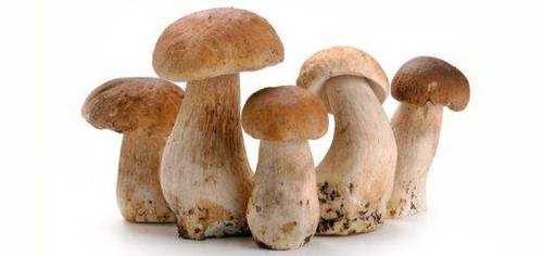 Белый гриб - березовый и сосновый