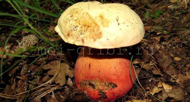 Белый гриб: как выглядит, где растет, фото и разновидности