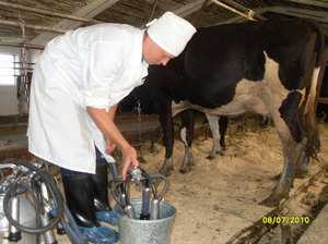 Как быстро и безболезненно приучить корову к доильному аппарату? - дача круглый год