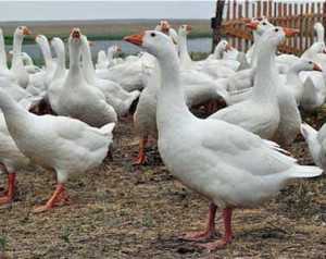 Кубанские гуси: описание породы, серые и белые, выращивание гусят | птичник club
