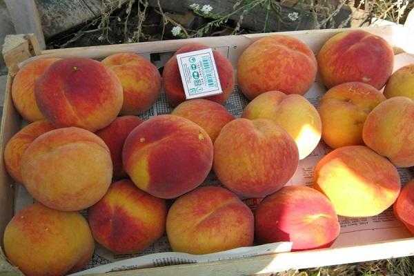 Персик сорта фрост — особенности посадки, выращивания и ухода