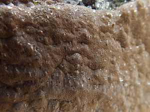 Феллинус ржаво-бурый: где растет, как выглядит, можно ли есть, описание и фото