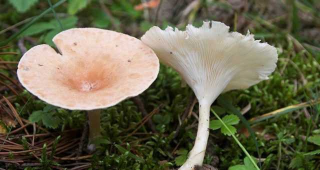 Говорушка : описание, виды, полезные свойства, где растет и когда собирать съедобные грибыы