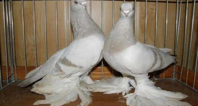 Бакинские бойные голуби: описание, разновидности, фото, видео