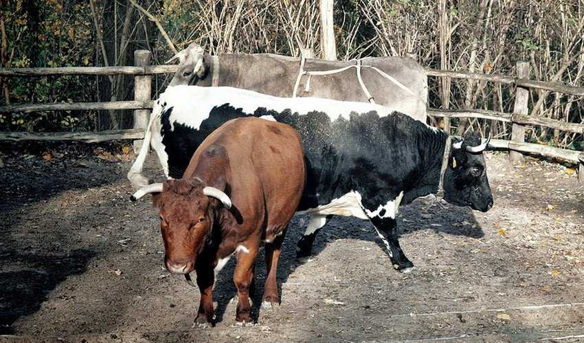 Рацион для быка осеменителя