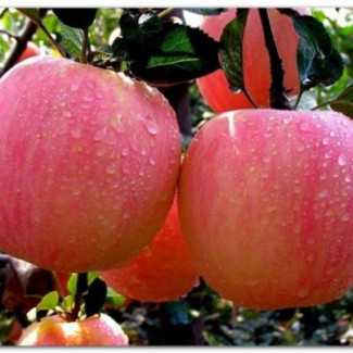 Яблоня башкирская красавица: особенности сорта и ухода
