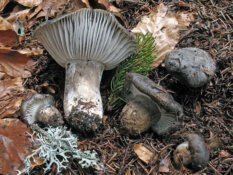 Гигрофор поздний, бурый или гриб мокрица: описание, фото, где растет и как его приготовить