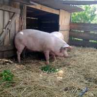 Всё о свинарнике. сарай для свиней своими руками. чертежи, фото и видео