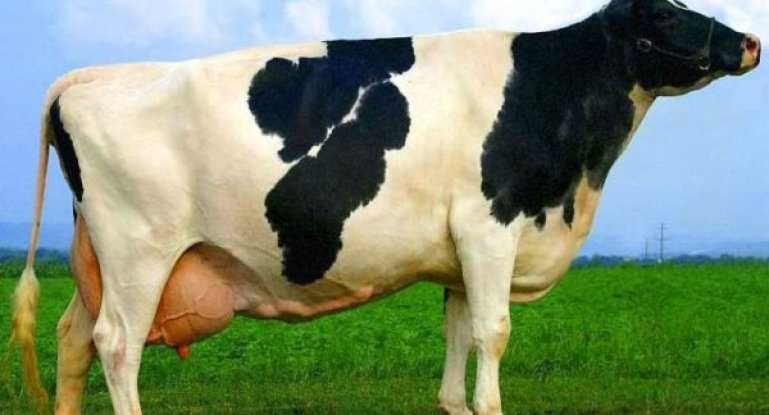 Ранняя диагностика стельности у коров методом ифа
