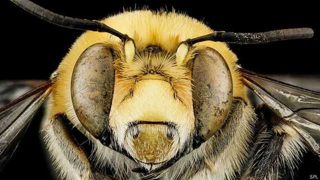 Укус пчелы: полезно или опасно? как быстро и эффективно вылечить пчелиный укус?