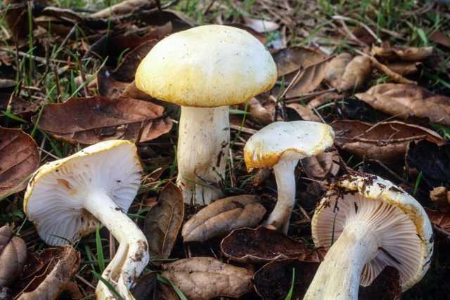 Глава 3 характеристика мест произрастания грибов. справочник грибника