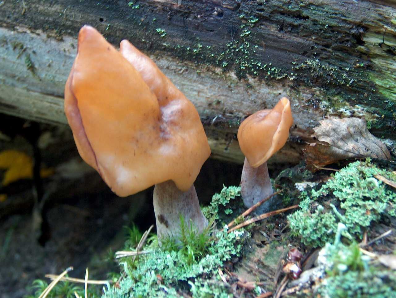 Описание строчка осеннего, места распространения гриба. как выглядят, где растут, и можно ли есть осенние строчки гриб строчок осенний лечебные свойства