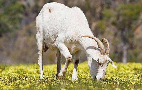 Тоггенбургские козы: описание породы, правильное составление рациона, возможные заболевания