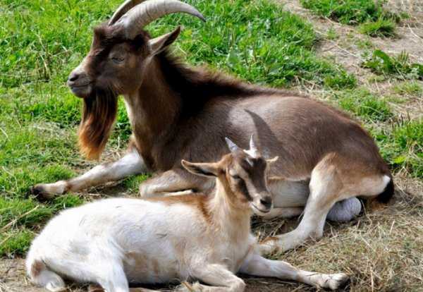 Болезни коз и козлят (причины, симптомы, лечение и профилактика)