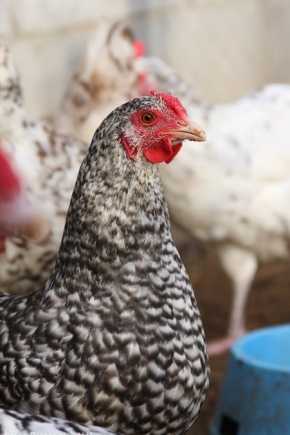 Бресс-гальская порода кур (28 фото): описание и выращивание цыплят, отзывы