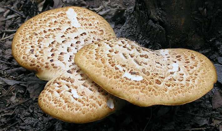 Лечебные грибы трутовики: фото, виды, полезные и лекарственные свойства, лечение грибом трутовиком в медицине