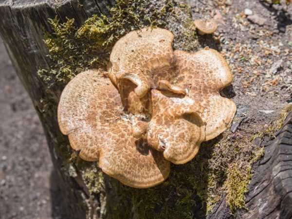 Трутовик швейница - описание, где растет, ядовитость гриба