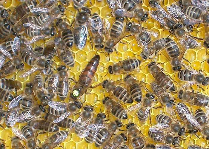 Подготовка пасеки в условиях позднего главного медосбора | пчеловодство выходного дня