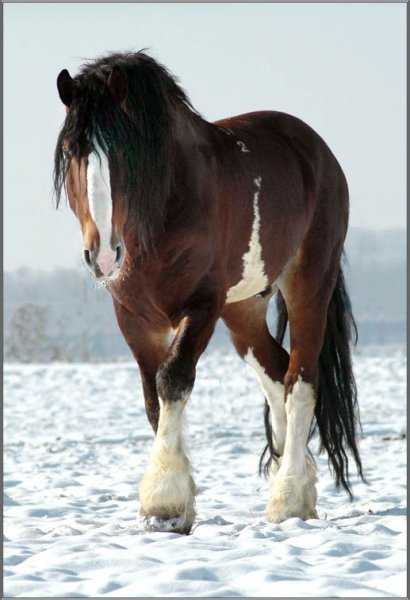 Порода лошадей владимирский тяжеловоз: видео и фото
порода лошадей владимирский тяжеловоз: видео и фото
